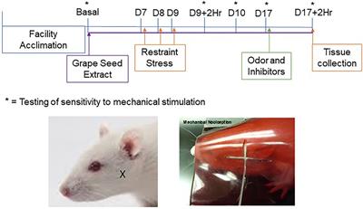 Inhibition of Nociception in a Preclinical Episodic Migraine Model by Dietary Supplementation of Grape Seed Extract Involves Activation of Endocannabinoid Receptors